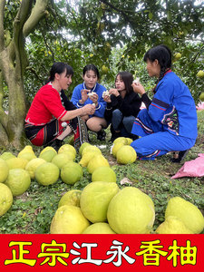 江永香柚 正宗几十年老树纯甜不酸沙田柚子湖南永州特产水果30斤