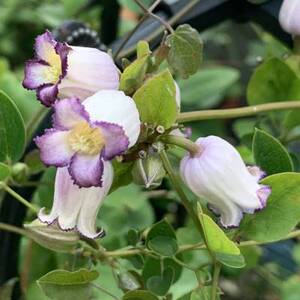 铃铛铁线莲 德克萨斯组 胭脂扣 天使首饰 万花筒 玉 樱桃唇红胖子