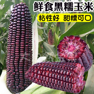 黑甜糯玉米甜加糯型高产粘大棒春季夏季四季播种高产紫色苞米籽