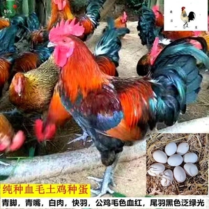 贵州血毛土鸡黑瑶鸡种蛋受精蛋可孵化高脚土鸡蛋种小香鸡