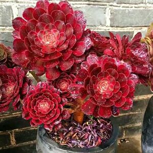 黑法师多肉植物美杜莎红腹轮黑铜壶万圣节赤霞飞紫霞仙子绿植盆栽