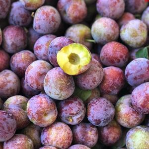 80老农蜂业淘宝广西腌制李子三月李酸甜脆爽口即食珍珠泡酸野三月李
