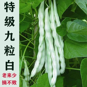 白芸豆苗四季豆苗秧苗扁豆苗刀豆苗蛇苗长豇苗缸豆苗种孑眉江豆苗
