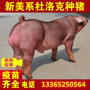 杜洛克公猪 原种杜洛克公猪  200斤可以使用 种公猪 好公猪 猪苗
