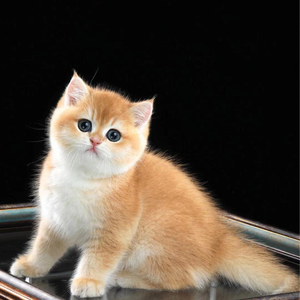 柳州本地纯种英短金渐层宠物猫可爱温顺粘人小奶金色幼猫活体宠物