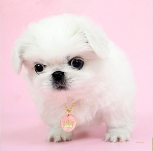 南京本地出售京巴幼犬活体白色小型犬狮子犬北京犬白色宠物狗狗