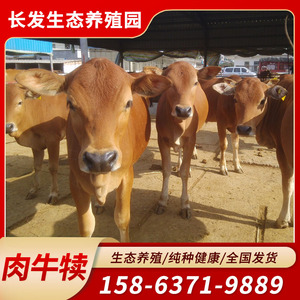 肉牛犊活牛出售黄牛活苗大型杂交肉牛仔活体小黄牛活苗西门塔尔牛