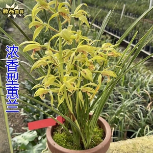 浓香型带花苞浓香型蕙兰九节兰室内绿植花卉办公室好养兰花草盆栽