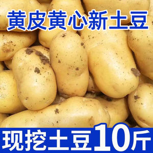【恩施富硒小土豆】黄皮黄心土豆今年新鲜蔬菜洋芋现挖马铃薯整箱