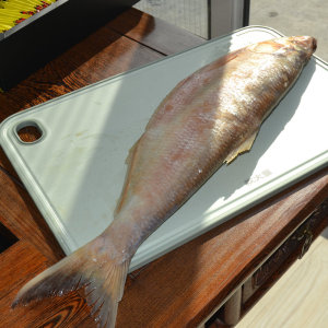 青岛特色汤腌白鳞鱼臭香老咸鱼腌制特产梅香发酵正宗特大