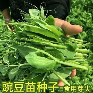 专吃叶豌豆尖种子专吃叶豌豆苗种籽新品可多次采收无须豌豆蔬菜