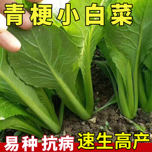 高梗白青菜种子长杆白菜种籽高梗青高杆小白菜腌制酸菜大田蔬菜孑