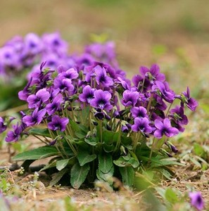 紫花地丁中草药冬季种花种子四季易种易活药材冬天种盆栽花卉冬播