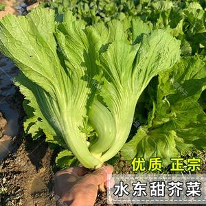 芥菜种籽四季水东芥菜种广东介菜菜种包心甜芥菜种子蔬菜籽种孑子