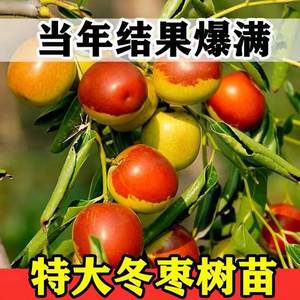 新疆和田大枣树苗特大红枣树苗枣树活苗冬枣苗南北方种植当年结果