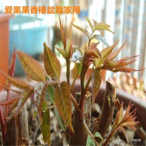 香椿苗盆栽庭院阳台屋室内外植物当年结果矮化盆栽家用
