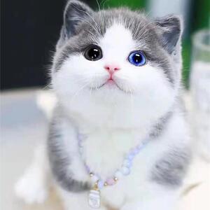 纯种英短蓝猫蓝白幼猫免费领养曼基康矮脚异瞳折耳短毛小型宠物猫