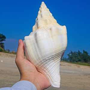 黄海螺-淘宝拼多多热销黄海螺货源拿货 - 阿里巴巴货源