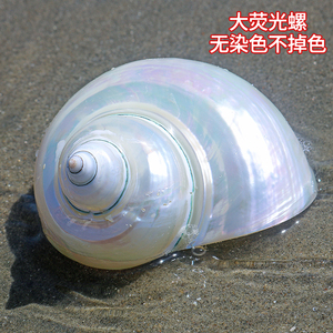 白玉螺去皮白螺鱼缸水族造景寄居蟹卷贝鱼替换繁殖壳天然海螺贝壳