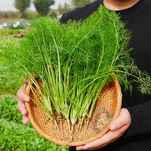 茴香种籽大全四季蔬菜种子孑高产室内外阳台盆地栽割茬小茴香菜苗