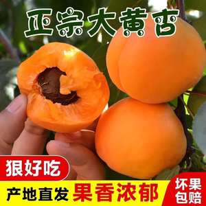 陕西大黄杏5斤新鲜水果现摘时令水果杏子天然酸甜当季金太阳包邮