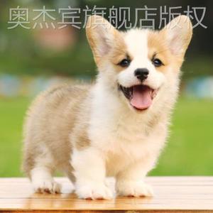 柯基幼犬双色柯基犬可爱小型犬幼崽小狗活幼体真狗可爱宠物狗活物