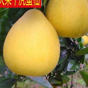 柚子新鲜水果20斤重庆特产孕妇当季农家白心纯甜薄皮虎蜜柚
