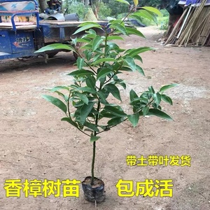 大小叶香樟树苗庭院驱蚊南北方种植耐寒四季常青大型工程绿化苗木