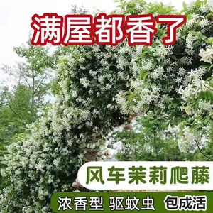 风车茉莉种子爬藤植物络石藤庭院阳台盆栽银丝茉莉花苗绿植花卉籽