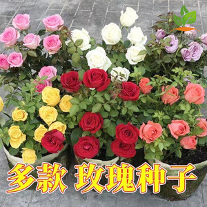 玫瑰花种籽子四季播种开花易活花种孑室内外花卉盆栽植物鲜花种子