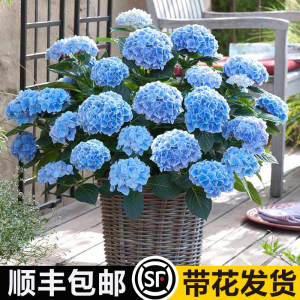 绣球花苗盆栽花卉植物室内花四季开花不断无尽夏大花带花苞易成活