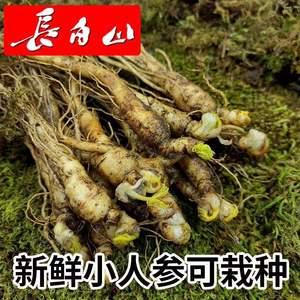 【胞芽完整】人参活苗土人参苗盆栽种植苗野生长白山东北带土种籽