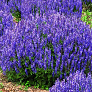 蓝花鼠尾草种子庭院耐阴植物花种籽子四季播种开花一串蓝花卉花籽