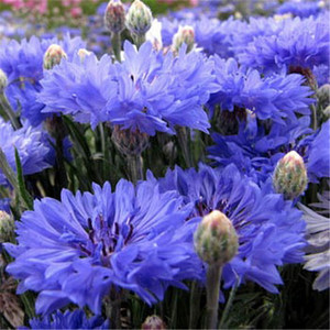庭院易种花子多年生冬季花种子蓝色矢车菊室外四季种易活花籽