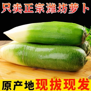 现挖水果萝卜生吃脆甜潍坊青皮萝卜绿心沙窝萝卜新鲜蔬菜9斤包邮