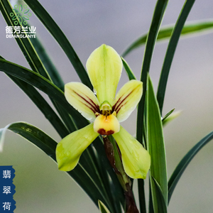 兰花苗金边春兰翡翠荷带瓷盆种好室内阳台客厅好养花卉绿植盆栽