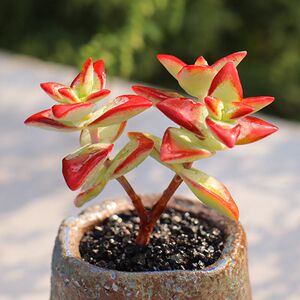 多肉植物自由女神多肉多头群生易爆盆青锁龙肉肉阳台花卉盆栽绿植