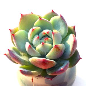 棱镜多肉植物易爆盆多头群生萌肉肉花卉绿植创意盆栽防辐射吸甲醛