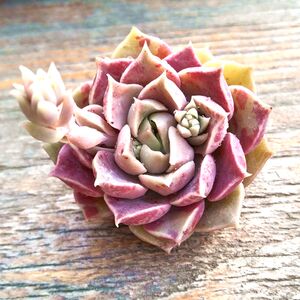 多肉植物莫西干人多肉组合办公室创意盆栽花卉绿植易爆盆群生多头