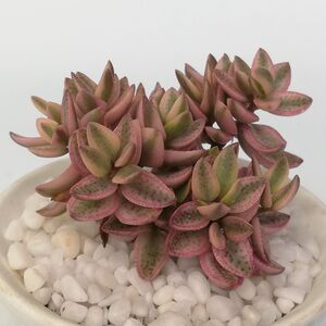 多肉植物雨心锦多肉超萌肉肉植物办公室花卉绿植易爆盆盆栽