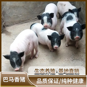 巴马香猪活体纯种幼崽小猪仔活苗宠物香猪活猪巴马小香猪成年种猪
