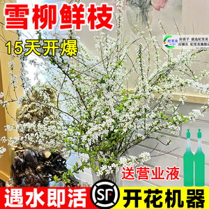 雪柳鲜枝干枝支盆栽喷雪插花卉水培植物室内好养绿植枯木逢春龙柳