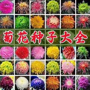 菊花种籽子九月菊金盏菊波斯菊万寿百日翠菊易种食用四季花草种孑