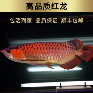 印尼红龙鱼金龙鱼黄化银龙活鱼观赏大型练手龙鱼小鱼苗活体幼苗