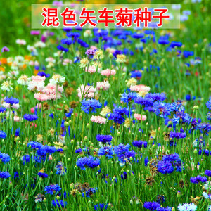 矢车菊花种子春播园林景观绿化鲜花四季播种易活花卉种子