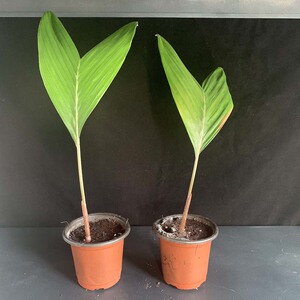 泰国印尼蛇皮果苗树种子苗水培土培稀有果树南北方四季种植包邮