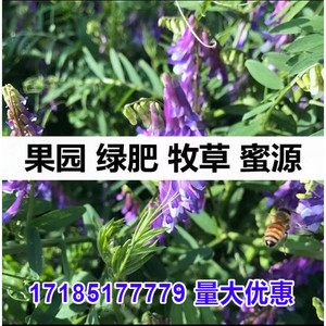 光叶紫花苕种苕子种毛苕子草籽绿肥种子绿肥种籽果园野豌豆草种子