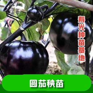 圆茄子苗高产快茄幼苗黑紫色特大茄苗种子口感好四季种植蔬菜秧籽