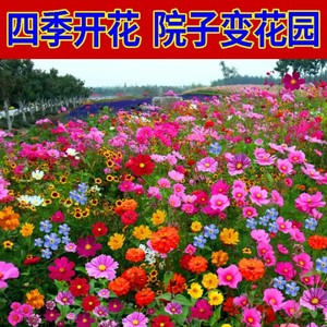 野花组合花种子籽孑四季播种格桑花花籽花草发芽花园盆栽易活花卉