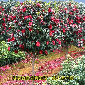 茶花树苗盆栽冬季耐寒适合冬天养的绿植开花植物茶梅克瑞墨大牡丹